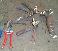 Root Divisions