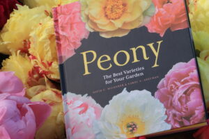 Peony The Best Varieties for Your Garden