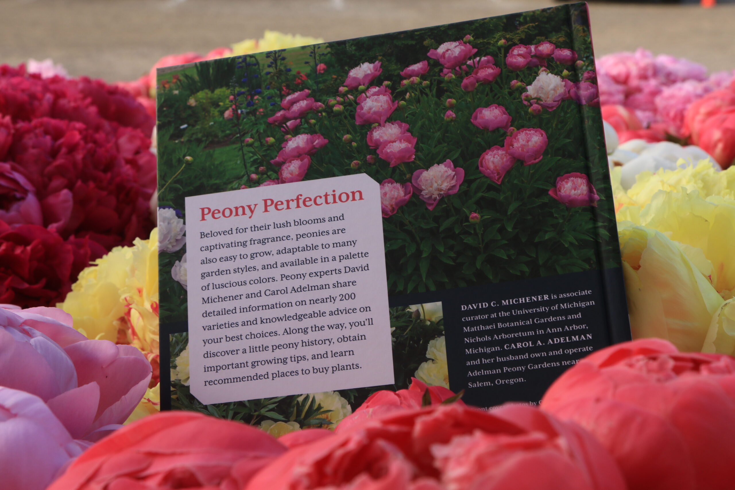 Peony The Best Varieties for Your Garden - Image 3