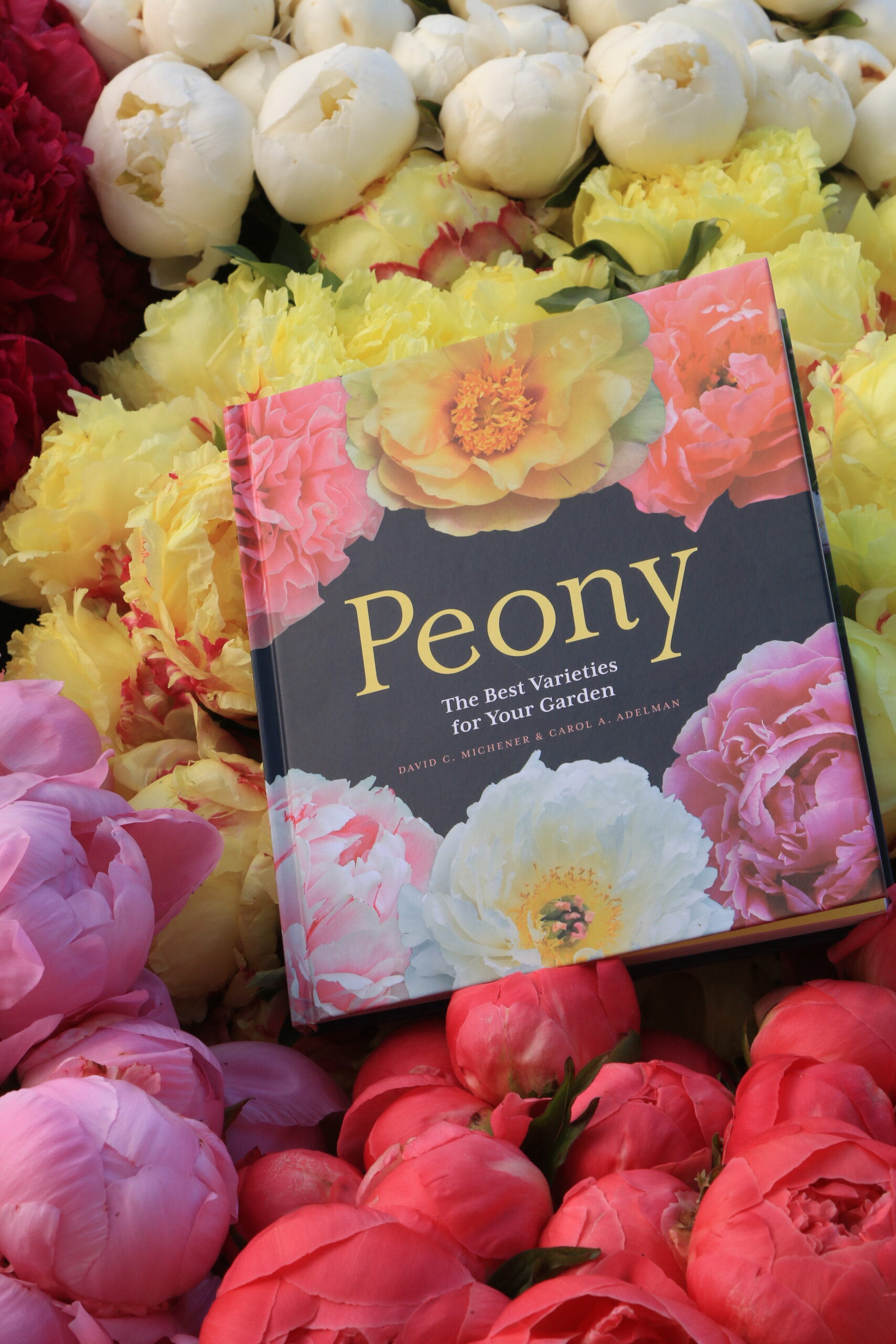 Peony The Best Varieties for Your Garden